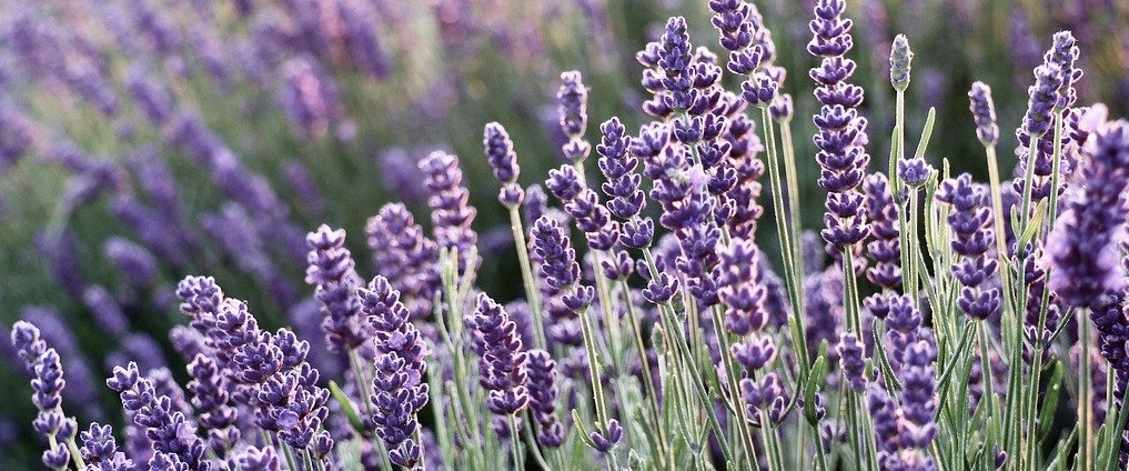 ラベンダー