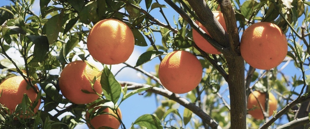 スイートオレンジ